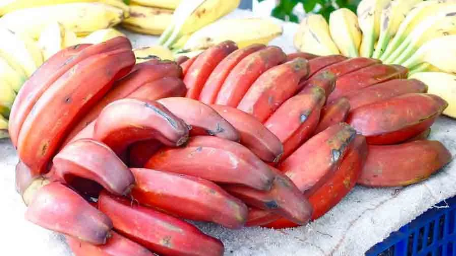 Red Bananas Not Ripe 6 Healthy Reasons to Love Red Bananas | 1mhealthtips.com