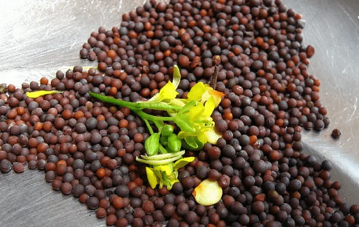 Mustard Sample Health Benefits of Mustard and Sample Recipe — Healthdigezt.com