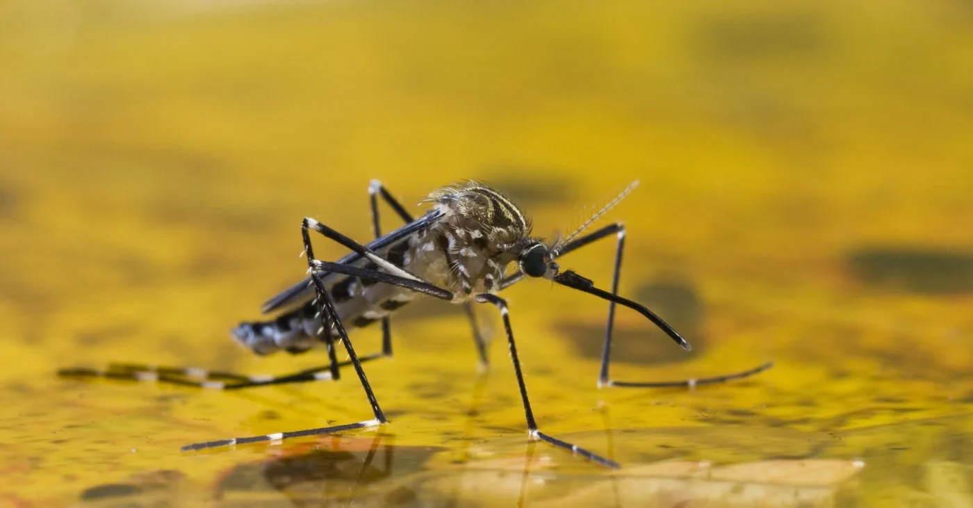 Yellow Fever Insect Yellow Fever: What You Need to Know About This Flu-Like Disease and How ...