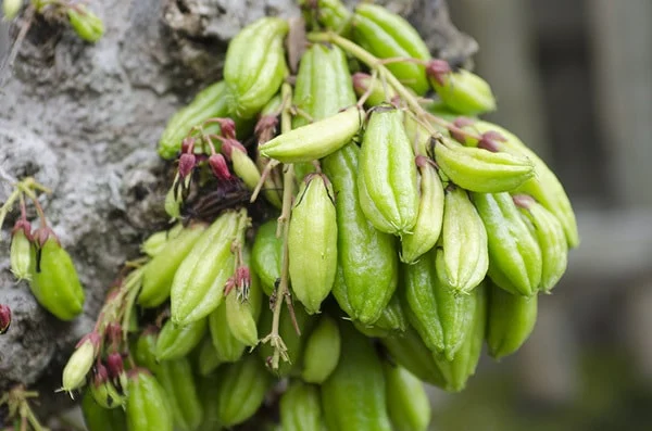Health Benefits of Cucumber Tree (#5 Will Make You a Stunner ...