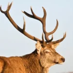 Before Taking Deer Antler Spray, Here are Things that you Need to Know Homepage