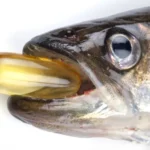 Why Should You Take Fish Oil Homepage