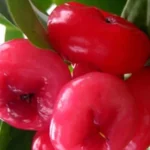 The Health Benefits of Eating Rose Apples Homepage