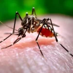 7 Home Remedies for Dengue Homepage