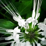 Cat’s Whiskers Health and Beauty Benefits Homepage