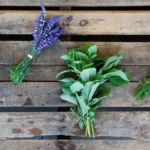Herbs for Your First Aid Kit Homepage