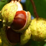 Health and Beauty Benefits of Horse Chestnut Homepage