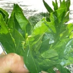 Health Benefits of Sea Beets Homepage