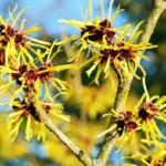 Witchhazel Uses for the Skin that You Should Know Homepage