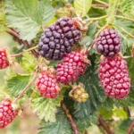 Why You Should Include Boysenberries in Your Diet Homepage