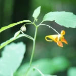 Medicinal Properties for the Skin of Jewelweed Homepage
