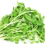 Why Pea Shoots Should be a Part of Everyone’s Diet Homepage