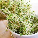 Reasons to Add Alfalfa Sprouts to Your Diet (#4 Will Make Your Friends Jealous) Homepage
